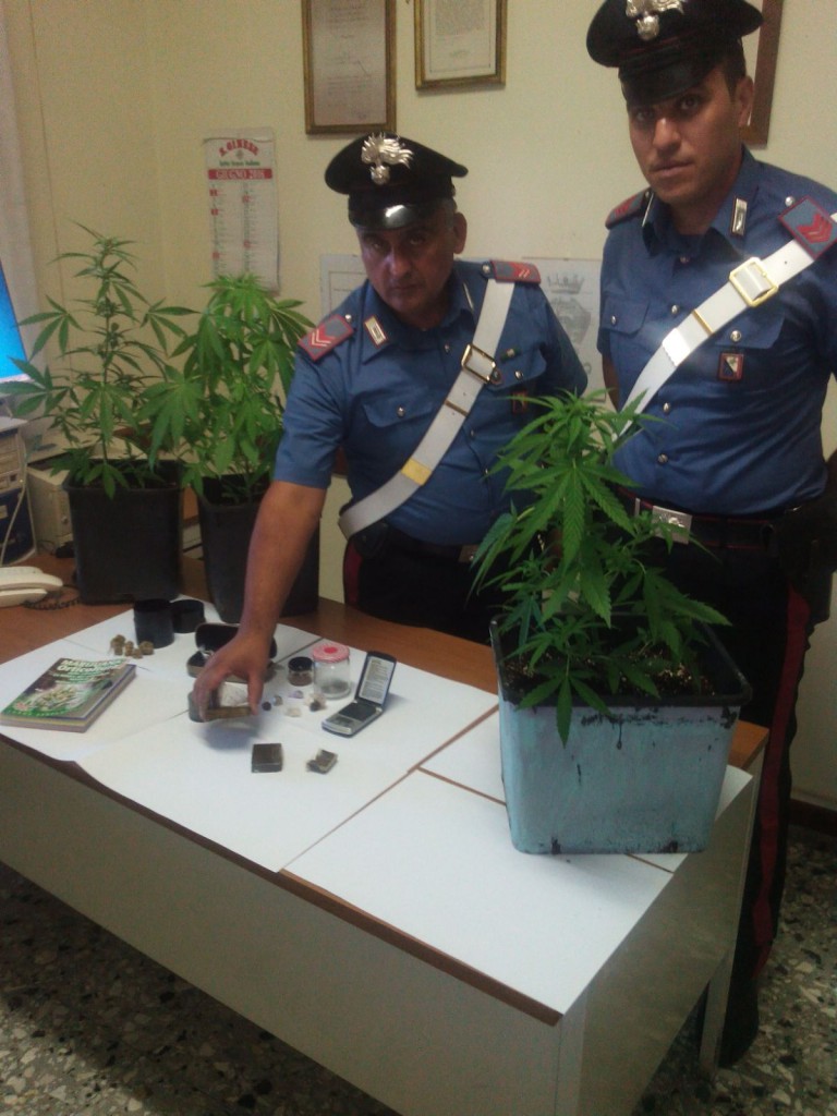Sequestrate altre piante di marijuana a Guamo e a Lucca - NoiTV - La vostra televisione